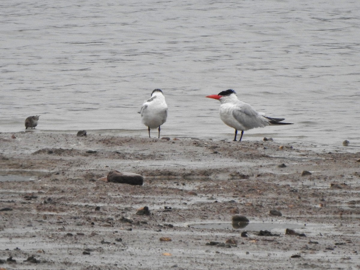 Морин хараалай - ML642392516