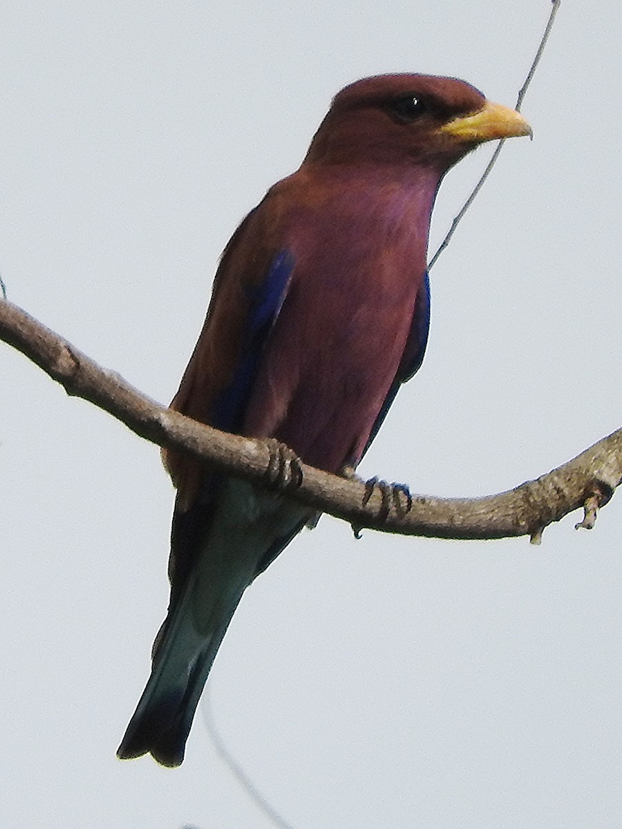 Broad-billed Roller - ML642392525