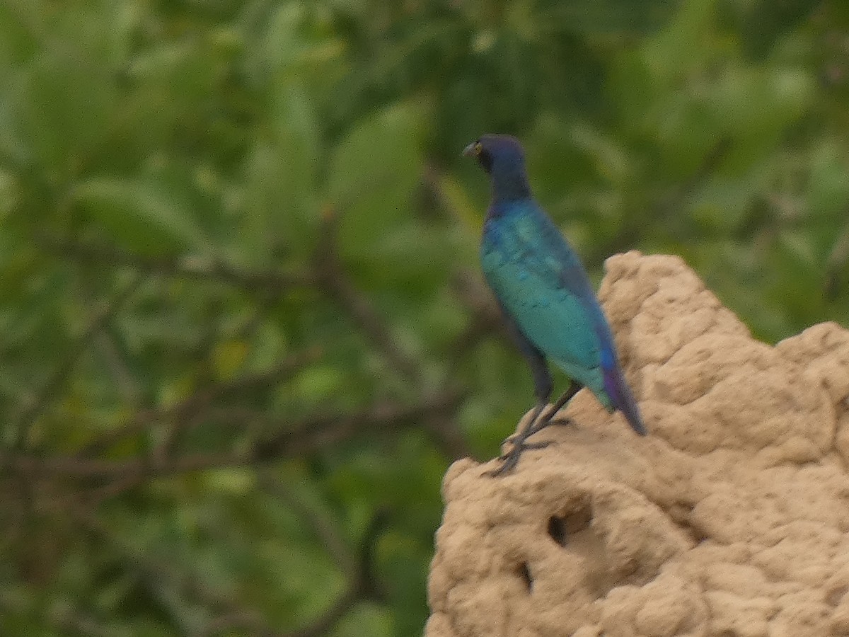 Lesser Blue-eared Starling - ML642392530