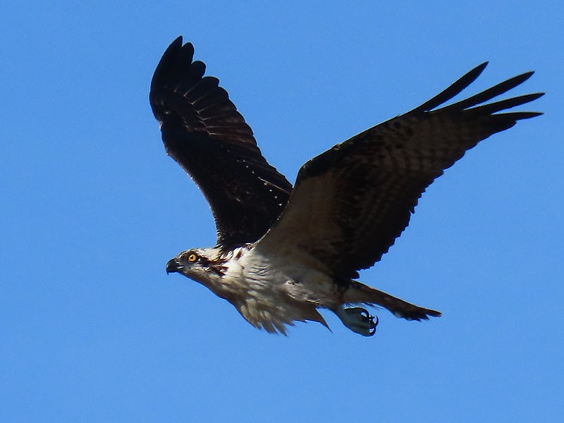 ミサゴ（carolinensis） - ML642392548