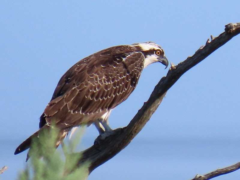 ミサゴ（carolinensis） - ML642392549