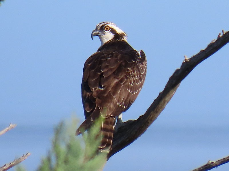 ミサゴ（carolinensis） - ML642392550