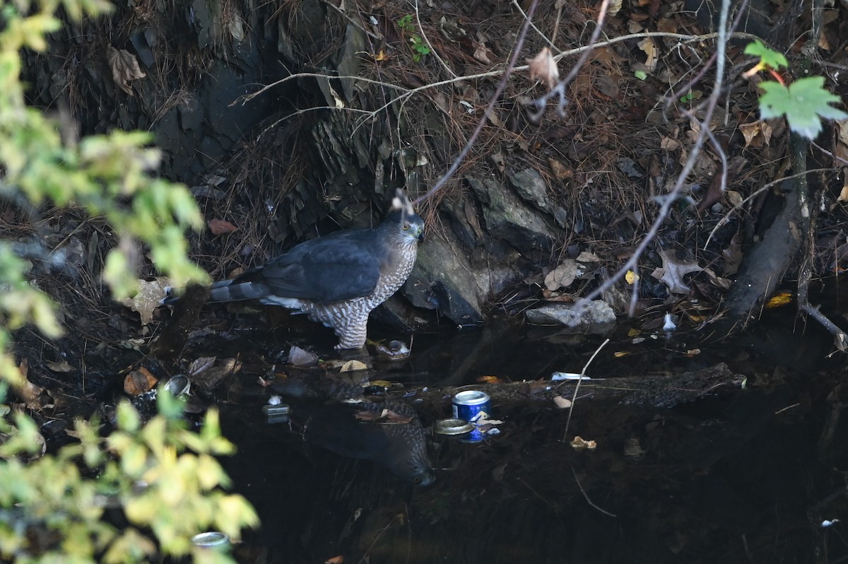 Cooper's Hawk - ML642392554