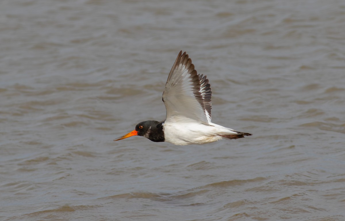 Eurasian Oystercatcher - ML642392567