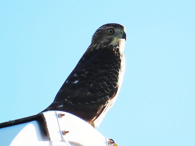 Cooper's Hawk - ML642392586