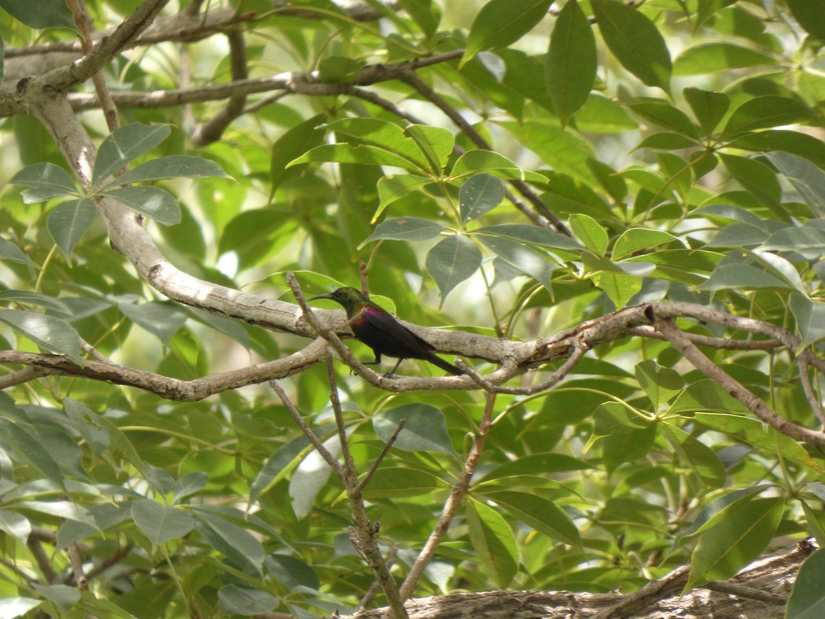 Copper Sunbird - ML642392611