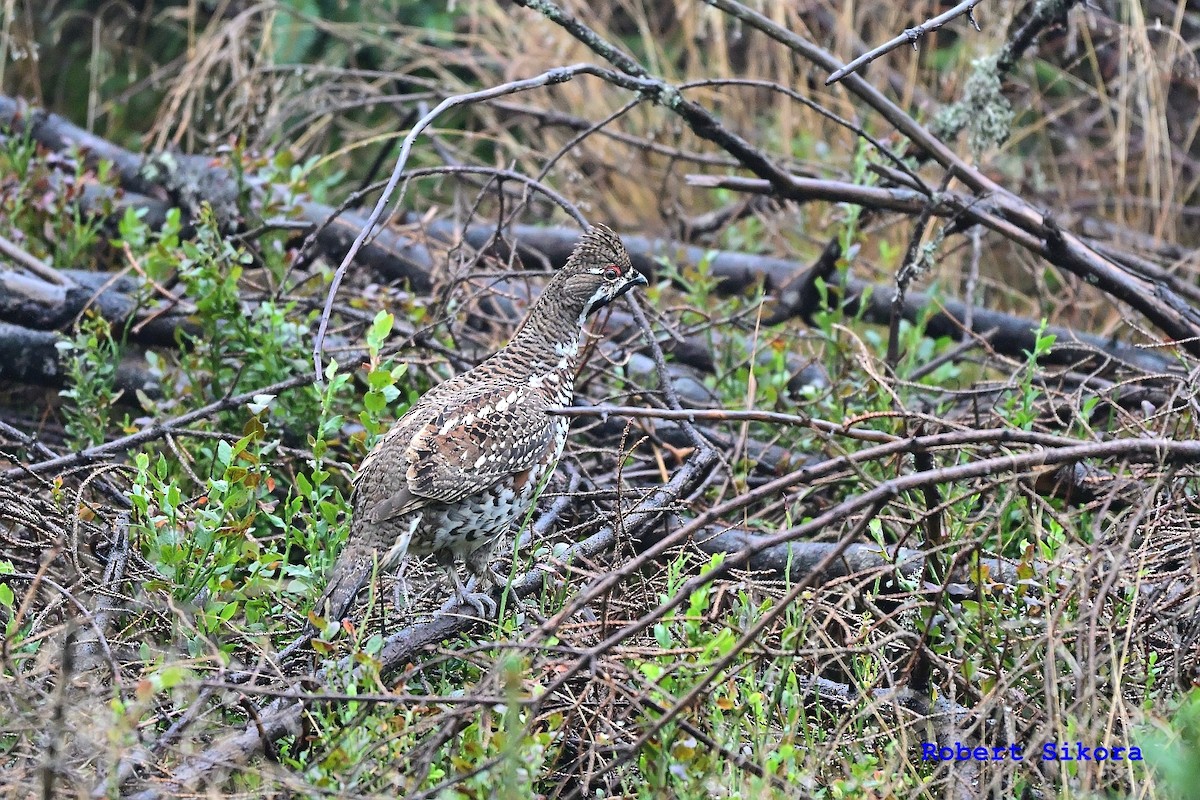 Hazel Grouse - ML642392617