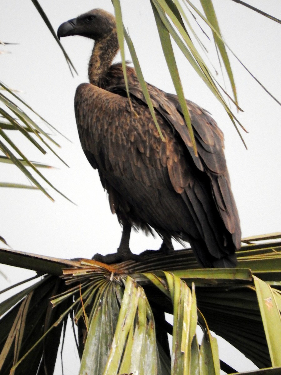 White-backed Vulture - ML642392631