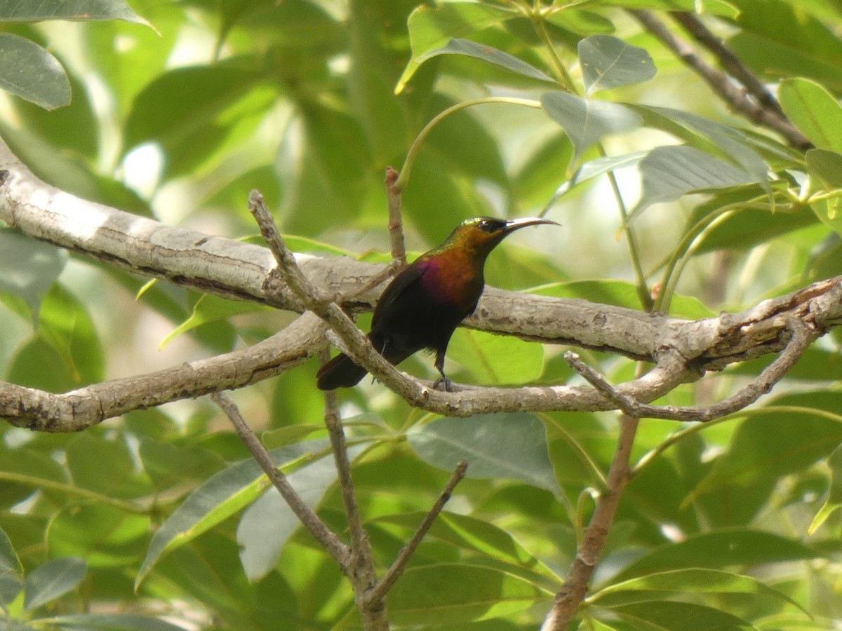 Copper Sunbird - ML642392637