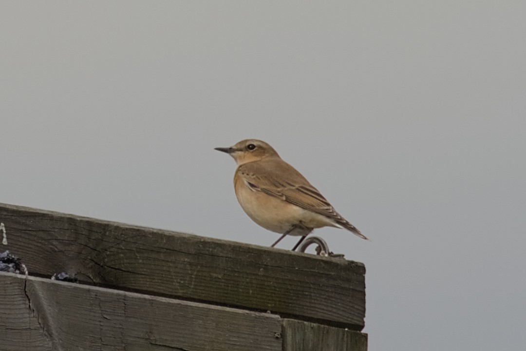 Northern Wheatear - ML642392644