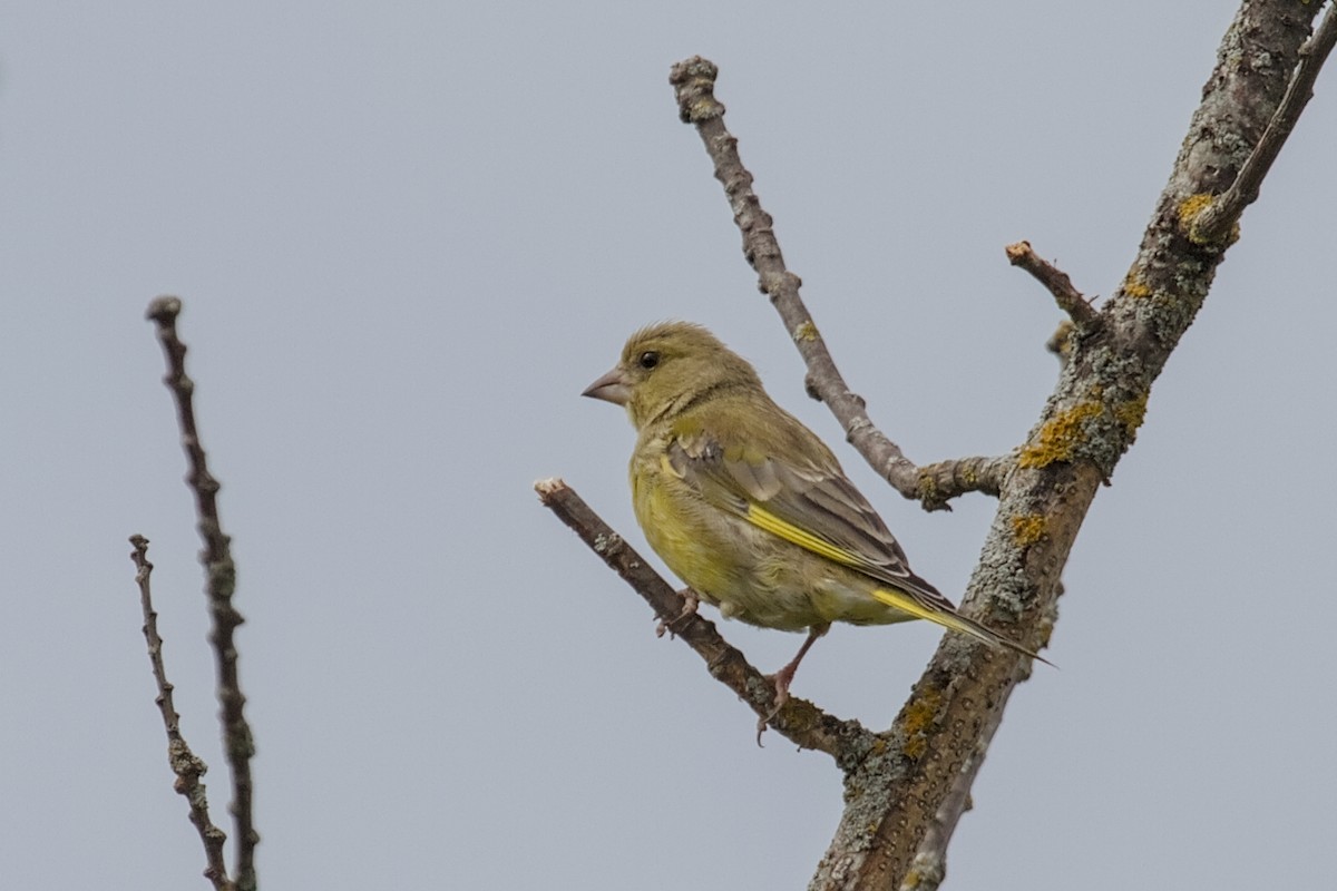 European Greenfinch - ML642392658