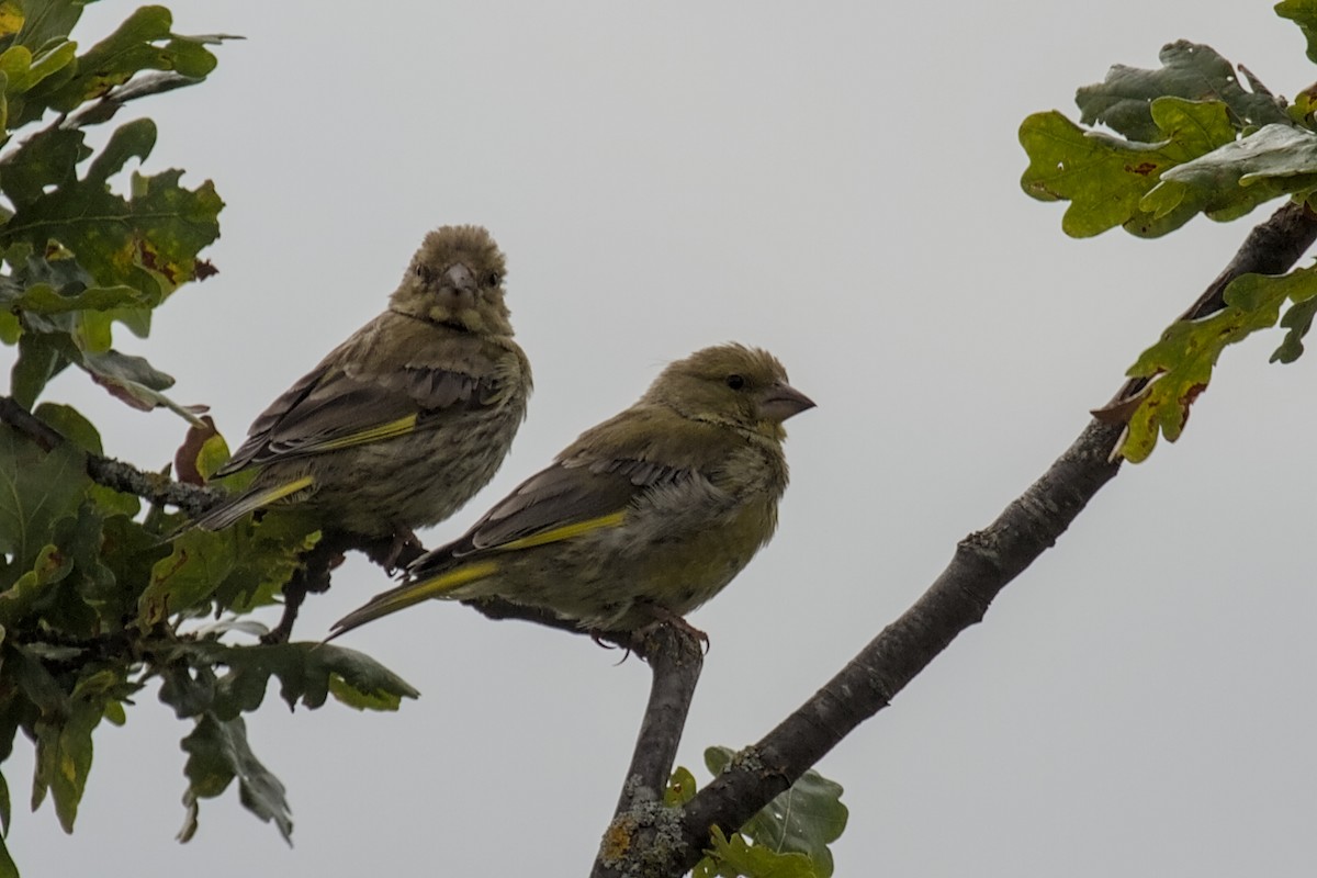 European Greenfinch - ML642392659