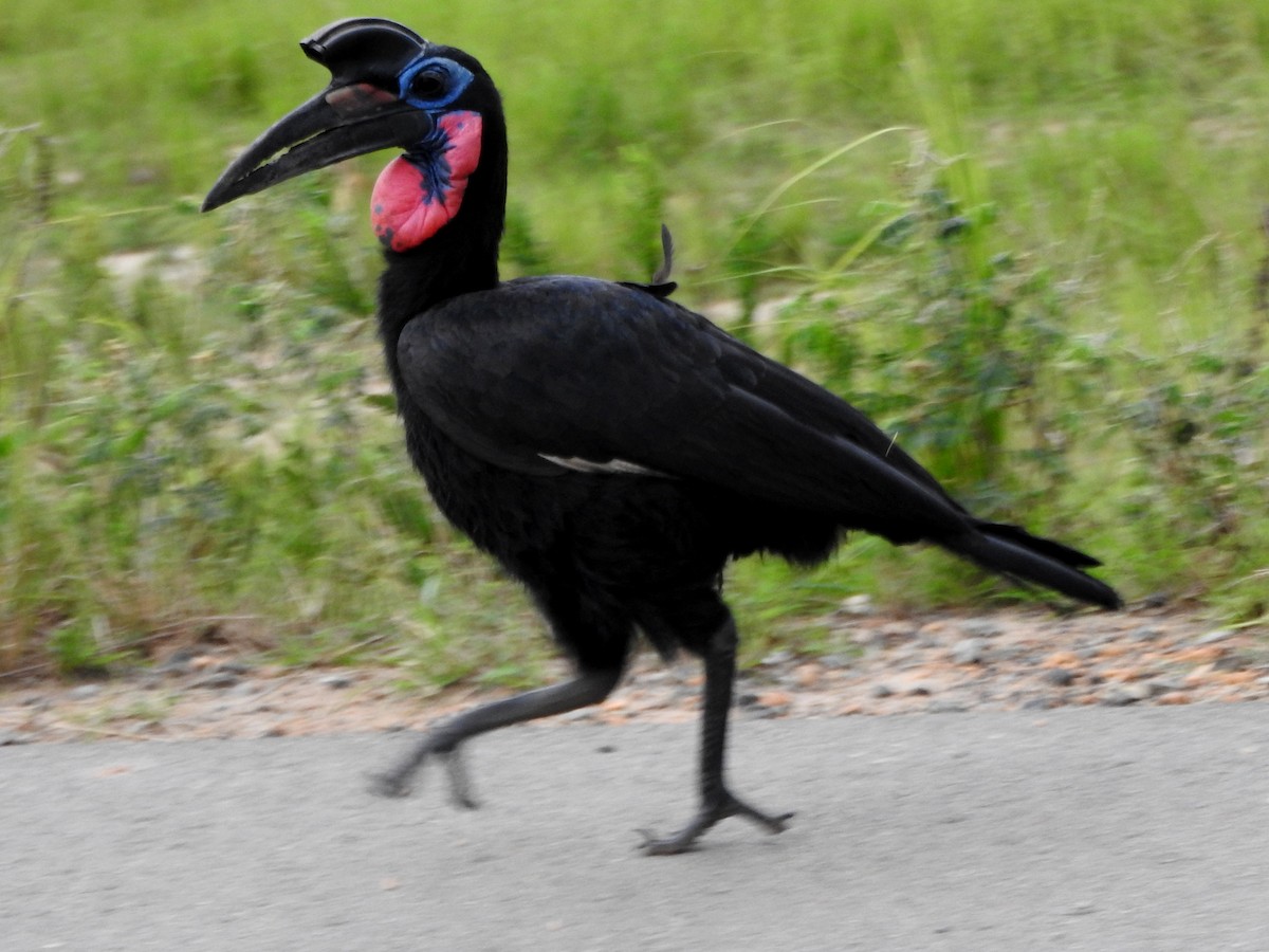 Abyssinian Ground-Hornbill - ML642392671