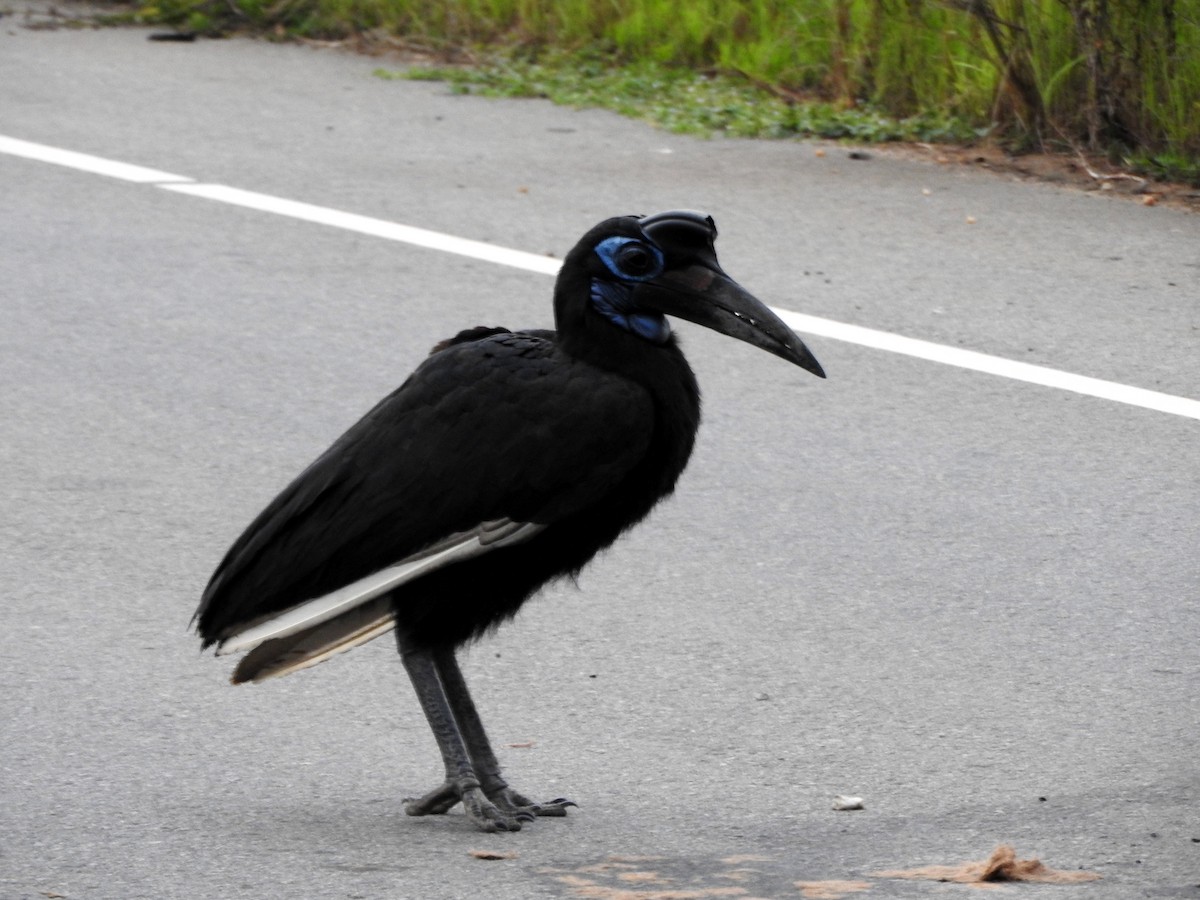 Abyssinian Ground-Hornbill - ML642392672