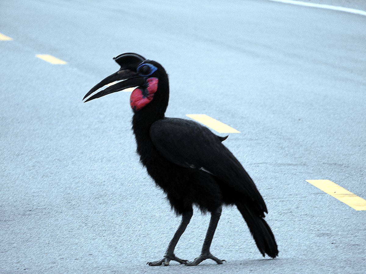 Abyssinian Ground-Hornbill - ML642392675
