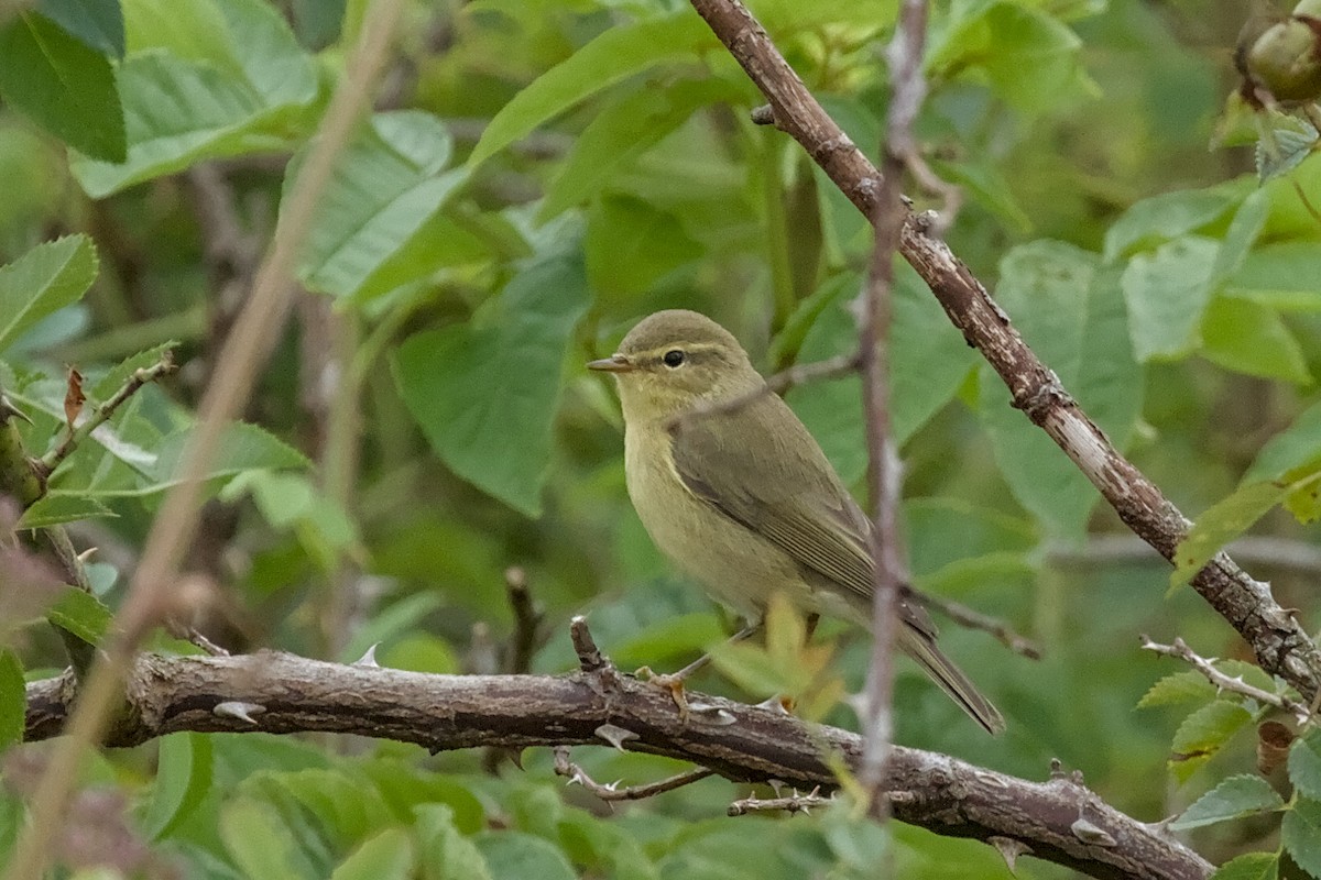 Willow Warbler - ML642392706