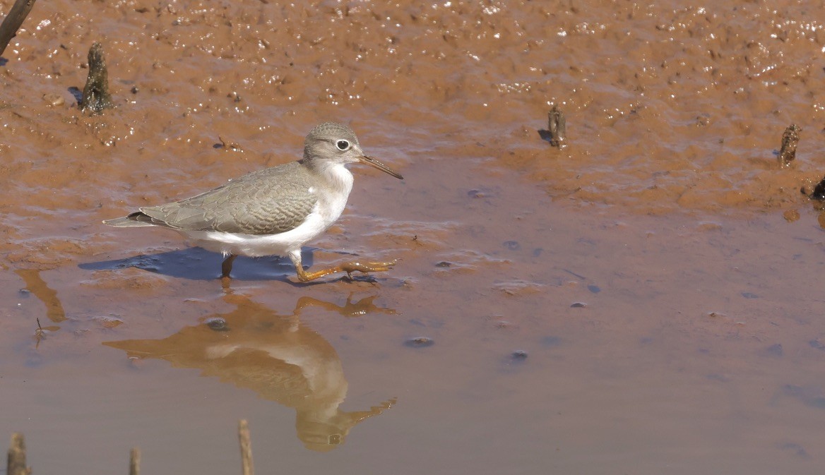 flekksnipe - ML642392709