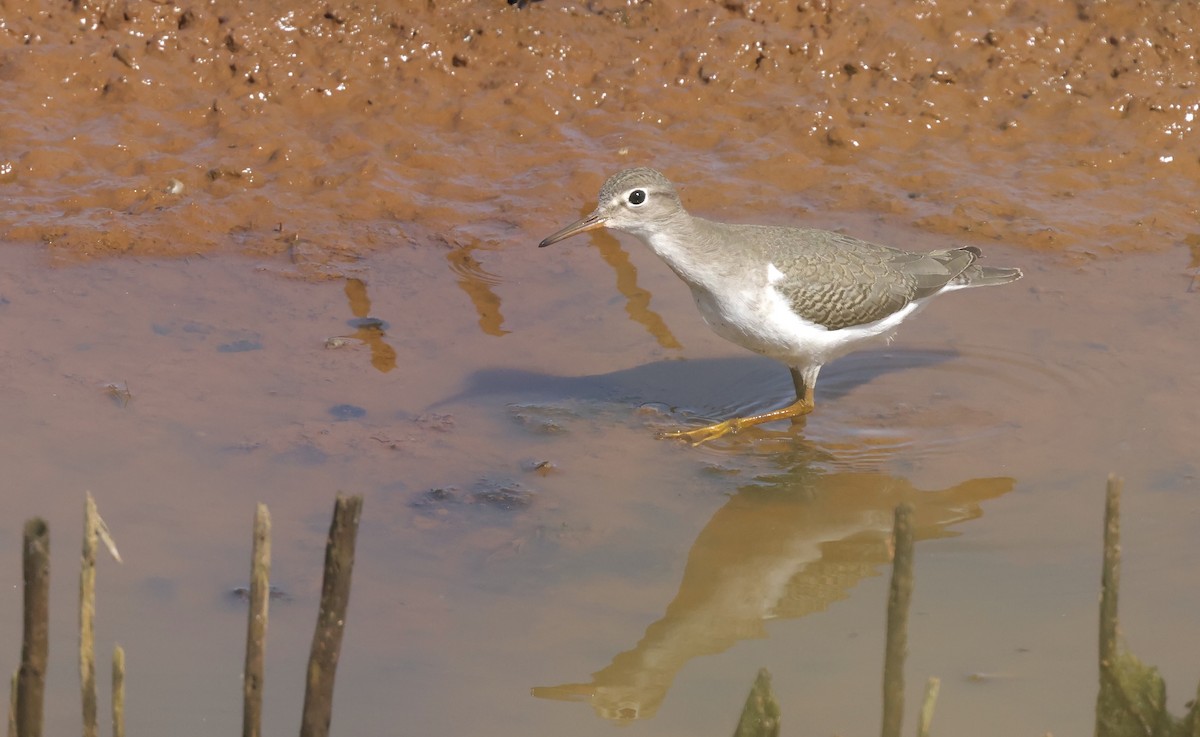 flekksnipe - ML642392710