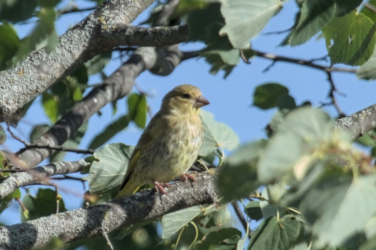 European Greenfinch - ML642392730