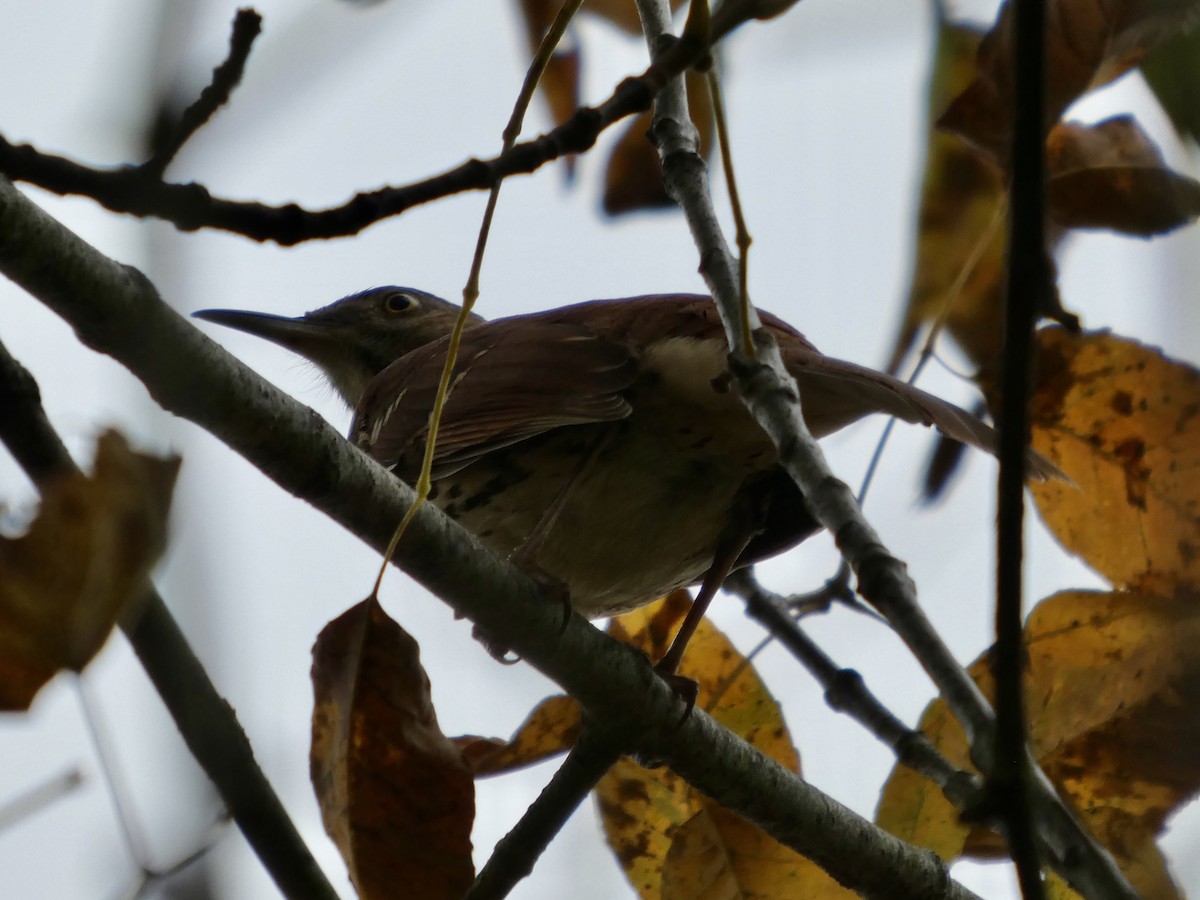 brunspottefugl - ML642392747