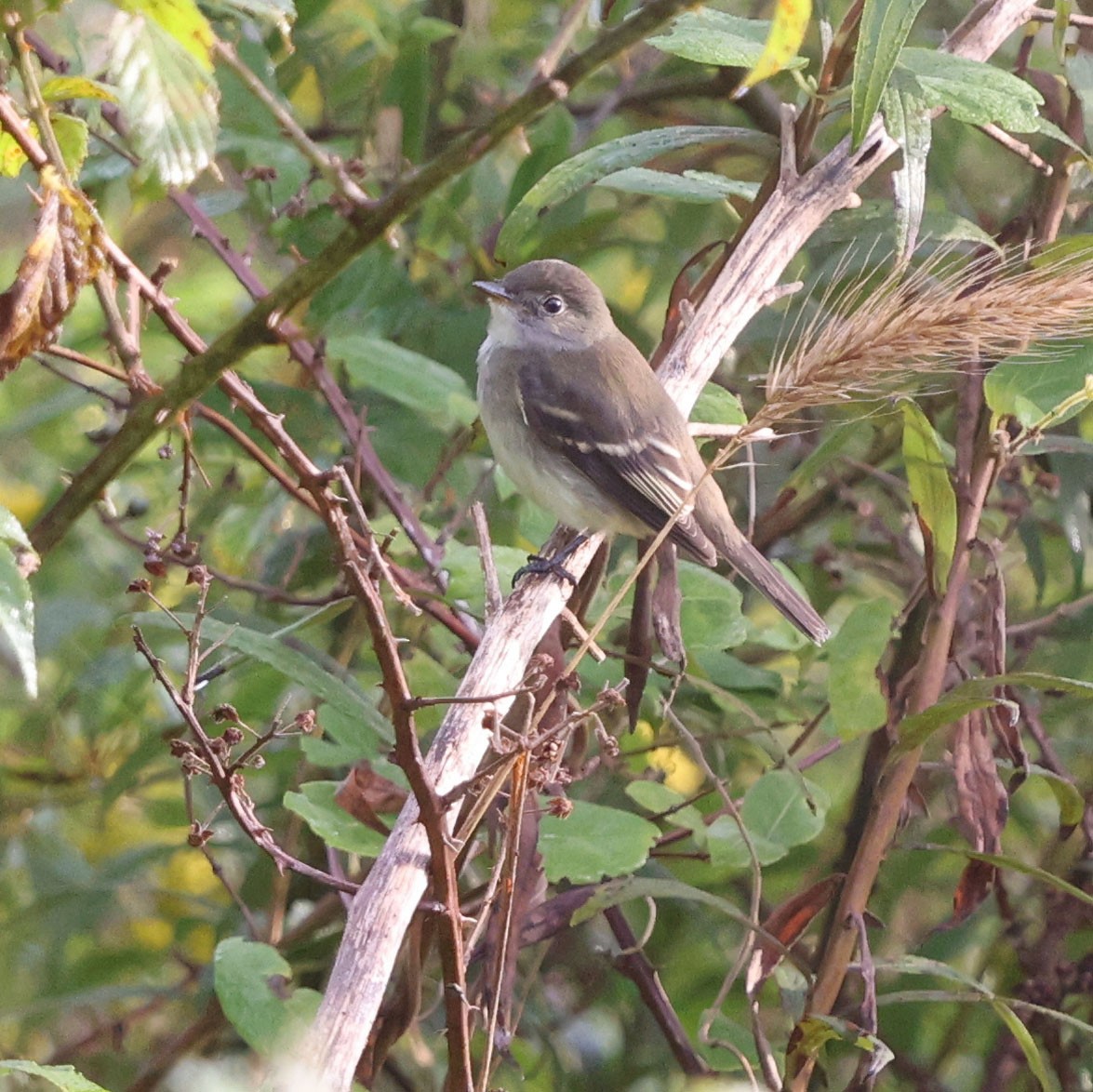 Alder/Willow Flycatcher (Traill's Flycatcher) - ML642392754