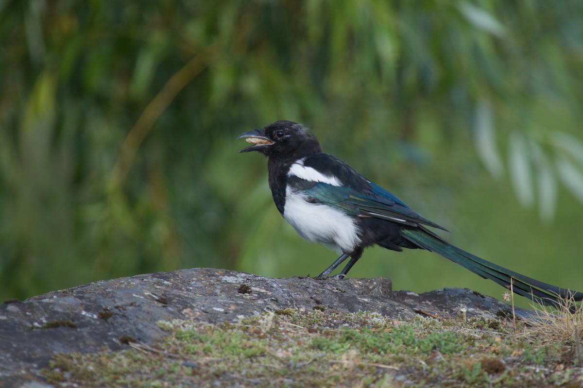 Eurasian Magpie - ML642392758