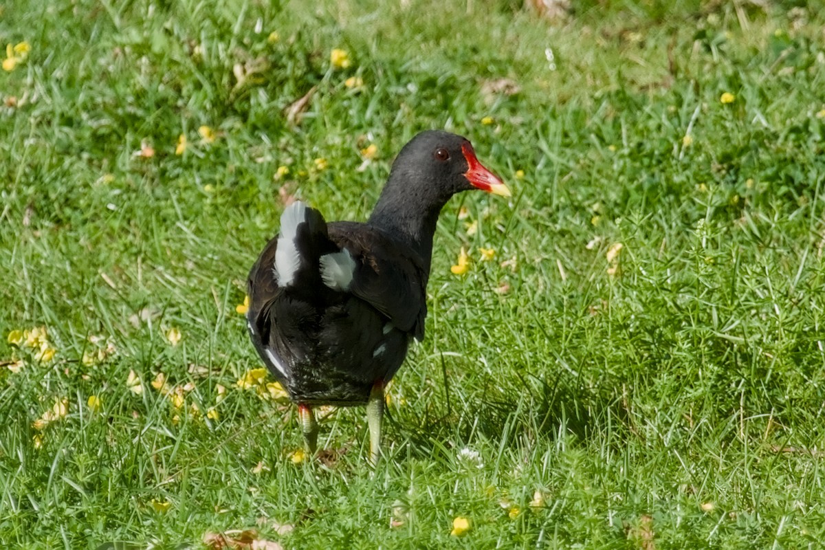 Eurasian Moorhen - ML642392774