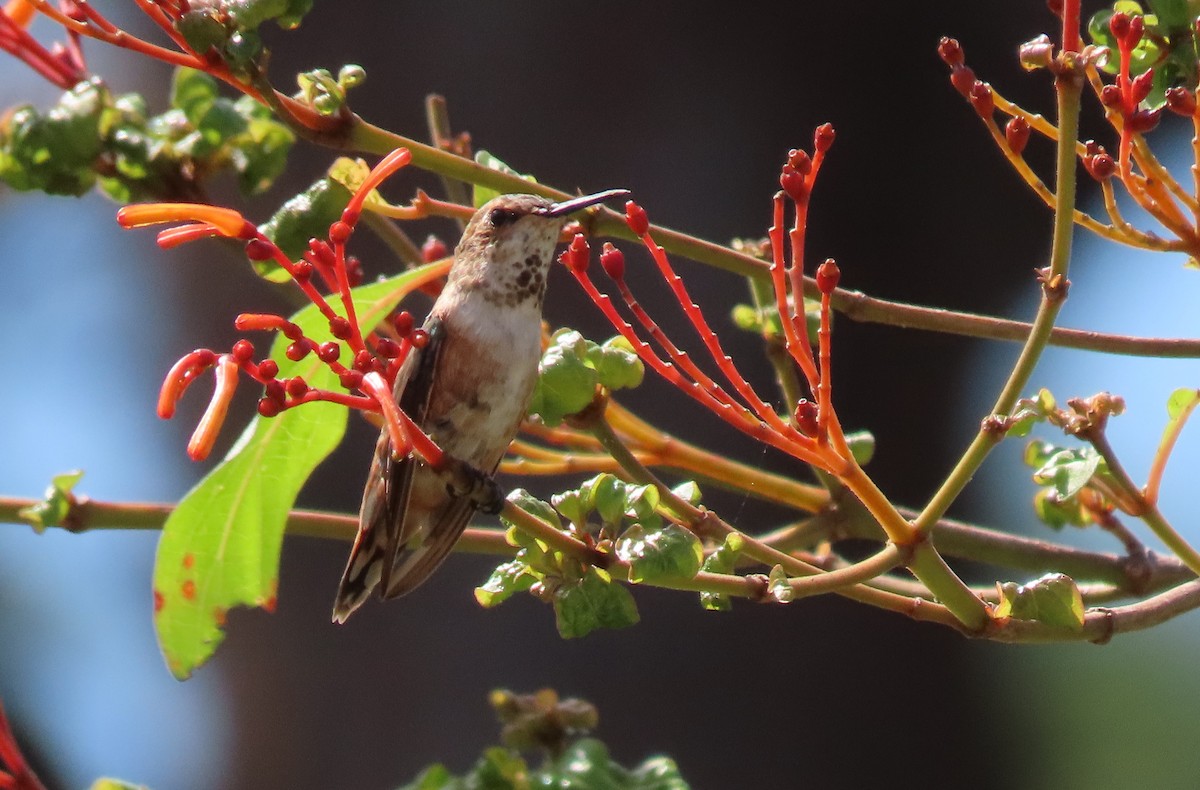 Rufous Hummingbird - Susan Young