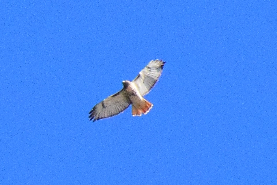 Red-tailed Hawk (abieticola) - ML642392790