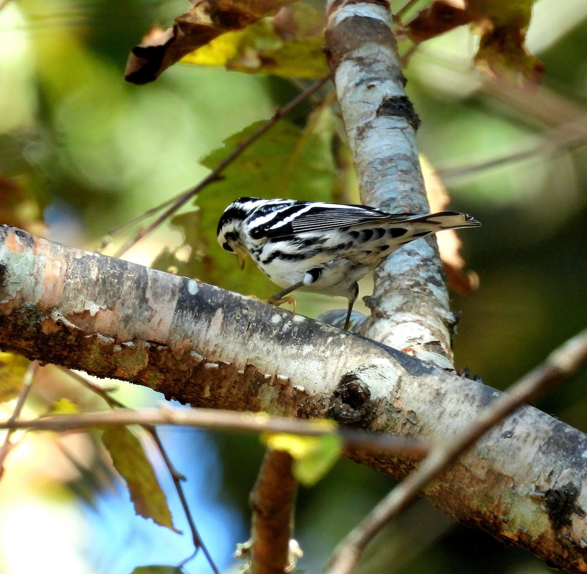 シロクロアメリカムシクイ - ML642392811