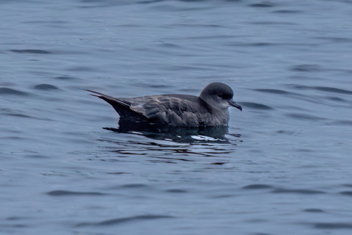 Puffin à bec grêle - ML642392812