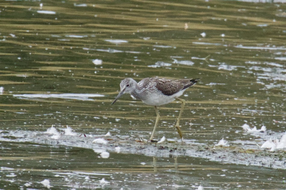 Common Greenshank - ML642392833