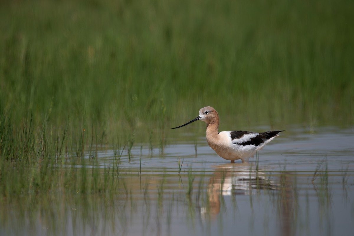 American Avocet - ML642392842