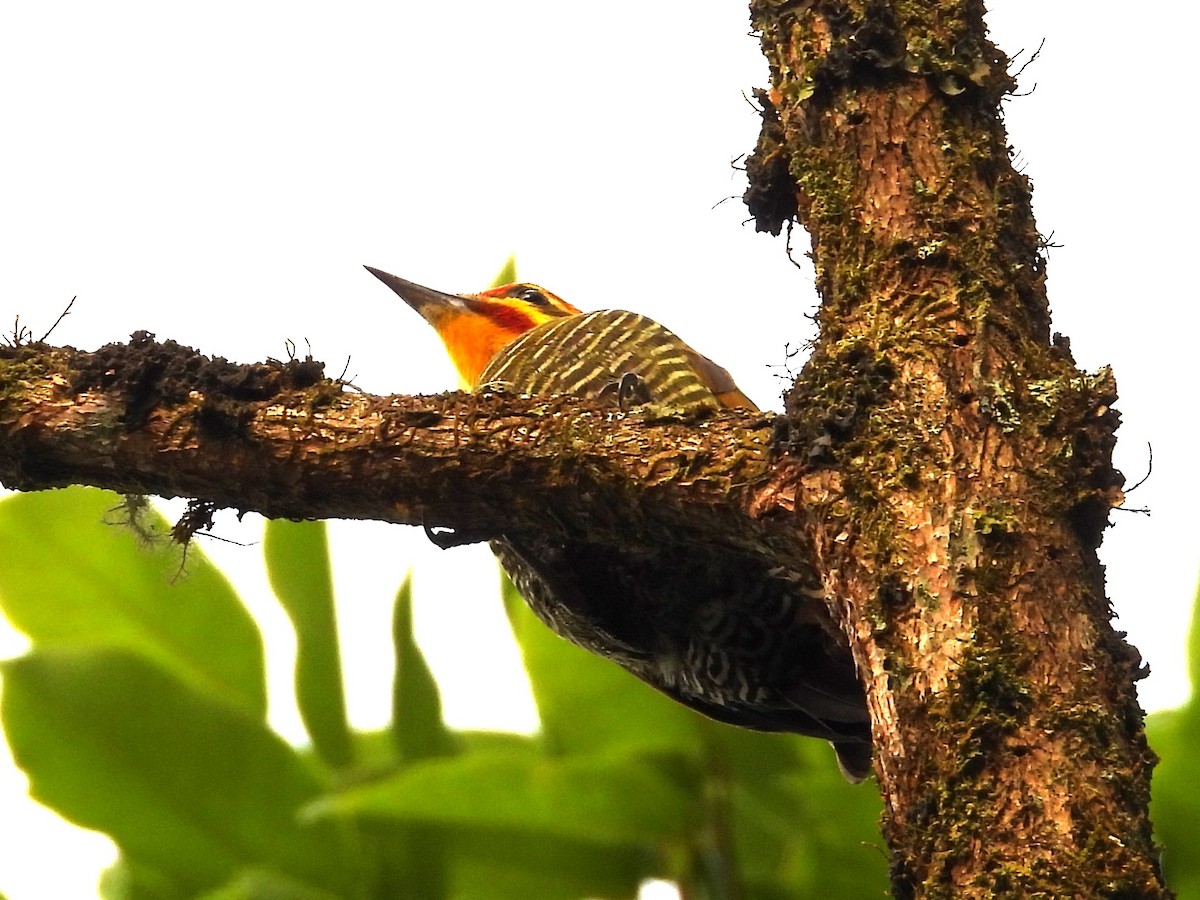 White-browed Woodpecker - ML642392866