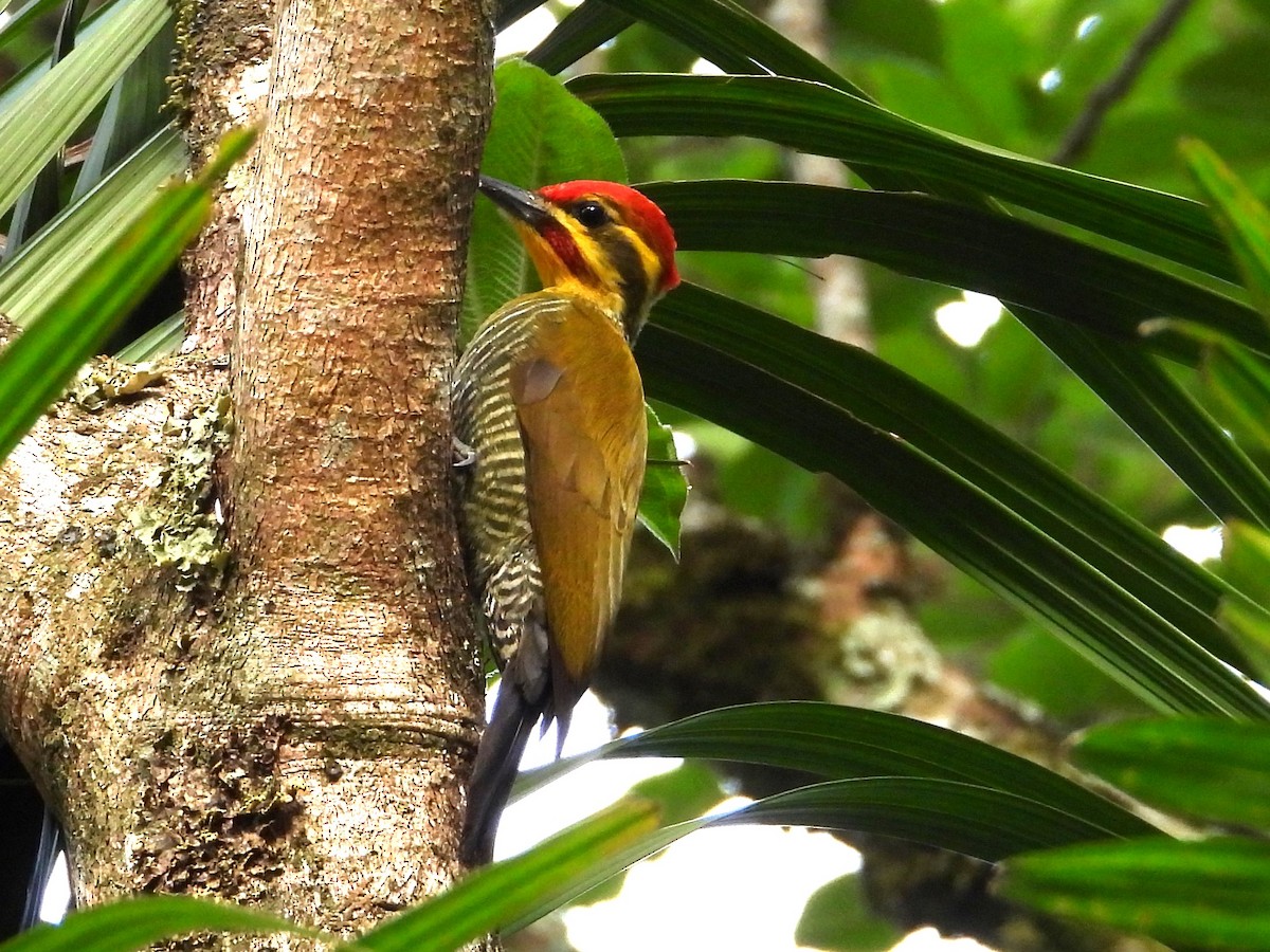 White-browed Woodpecker - ML642392867