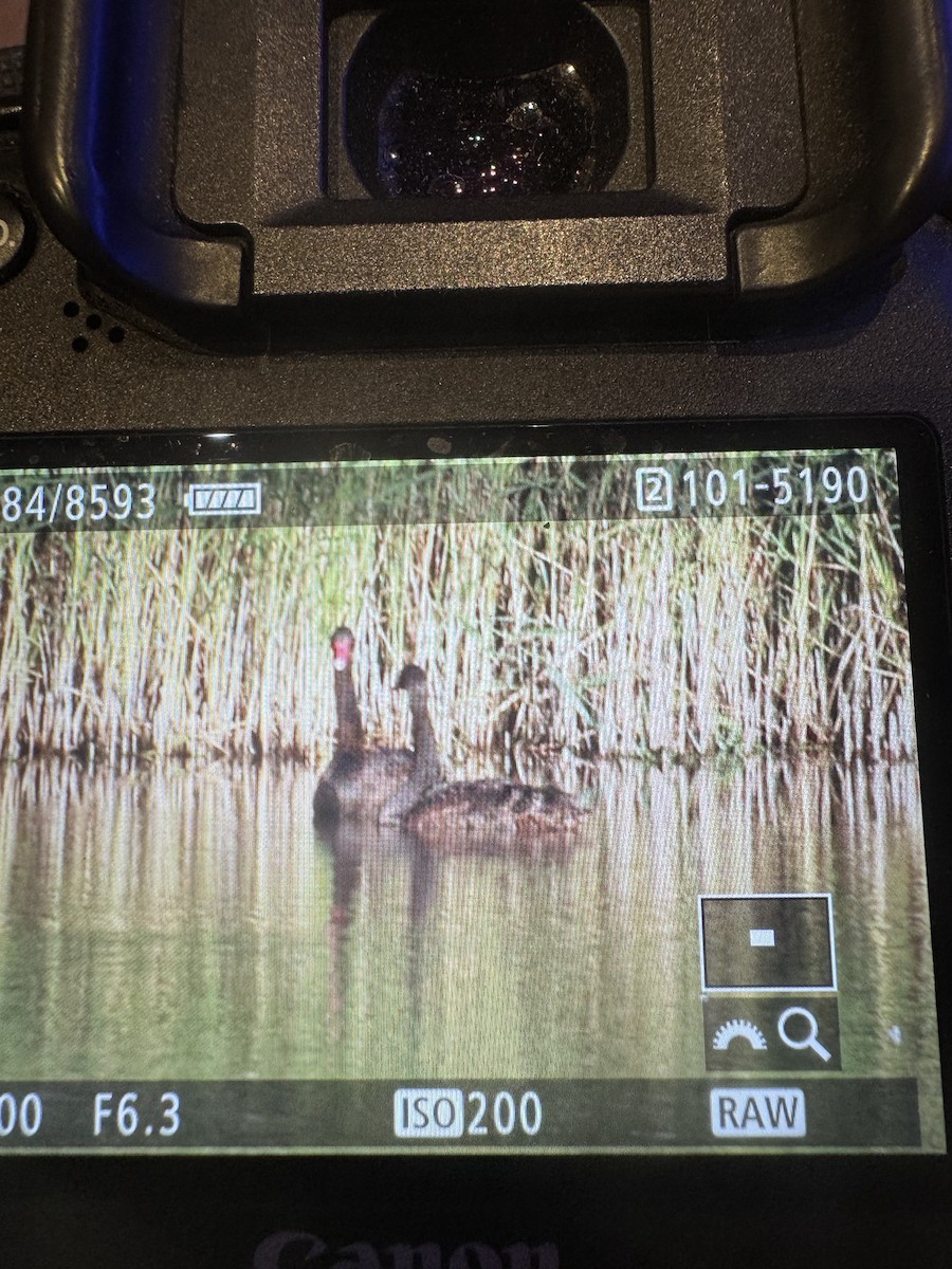 Black Swan - ML642392878