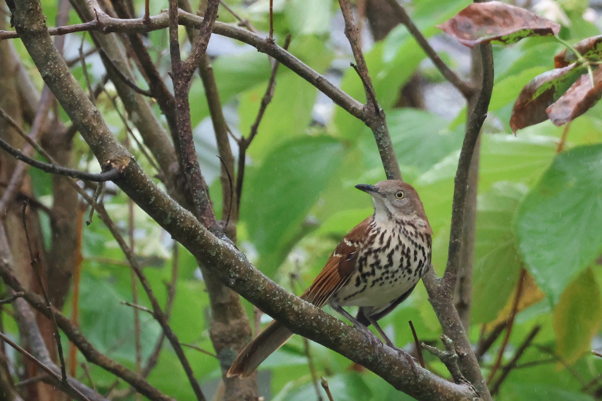 Brown Thrasher - ML642392881