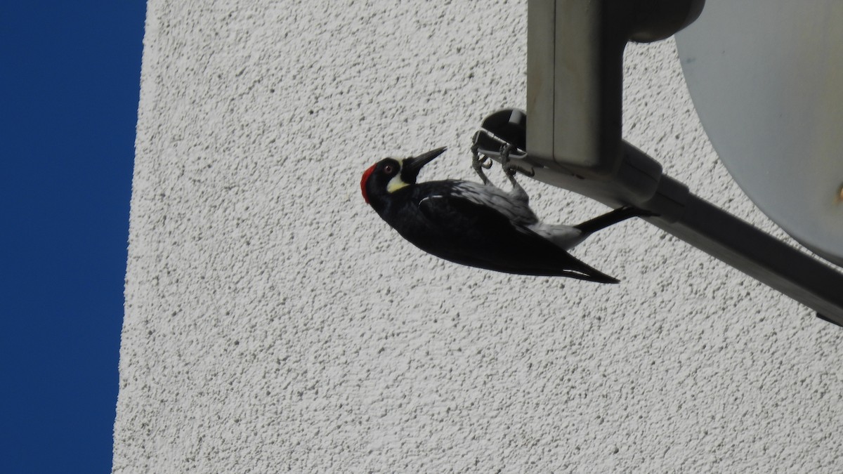 Acorn Woodpecker - ML642392893