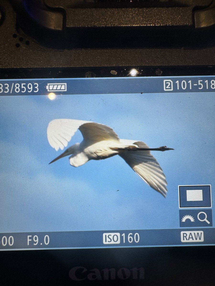 Great Egret - ML642392895