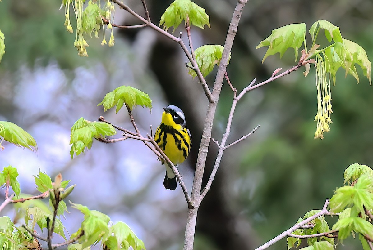 Magnolia Warbler - Mandy Talpas -Hawaii Bird Tours