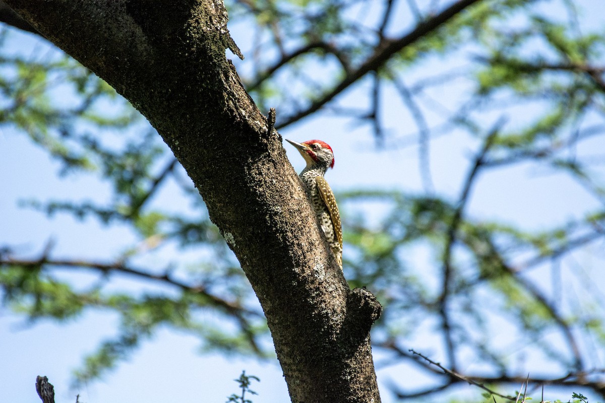 Nubian Woodpecker - ML642392906