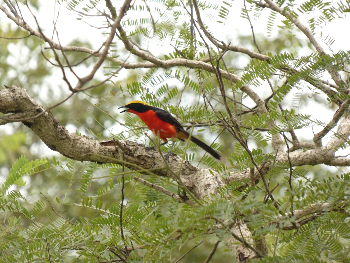 Yellow-crowned Gonolek - ML642392909