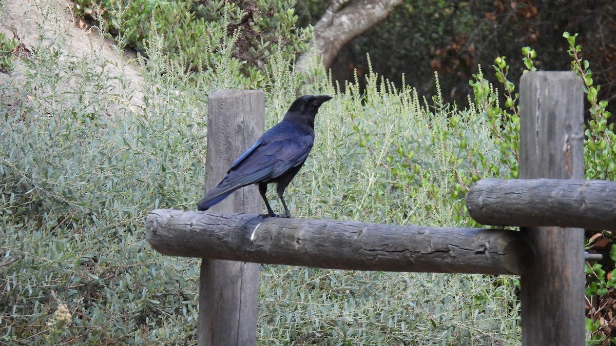 American Crow - ML642392916
