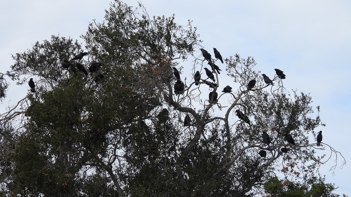 American Crow - ML642392917