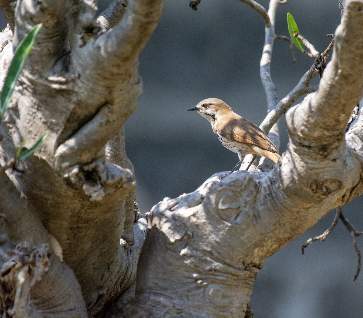 Spotted Morning-Thrush - ML642392921
