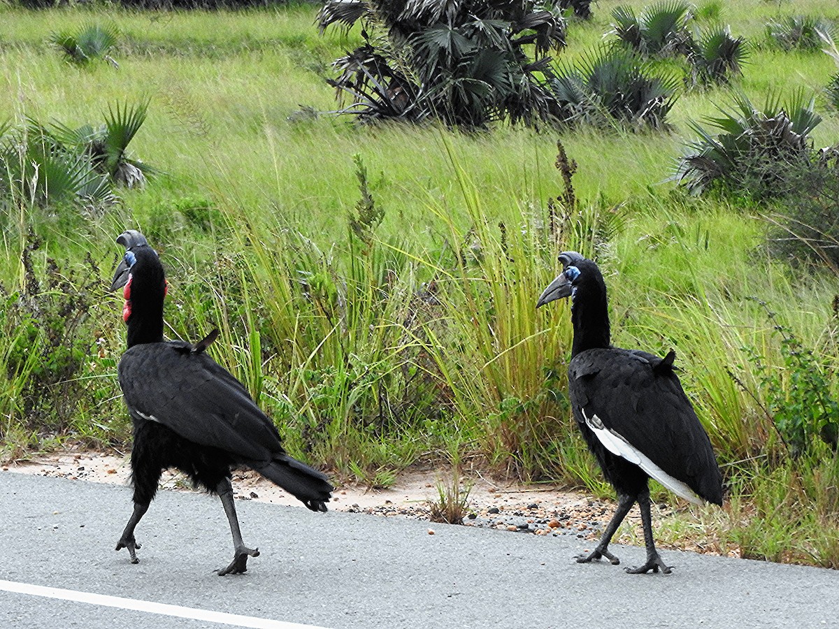 Abyssinian Ground-Hornbill - ML642392932