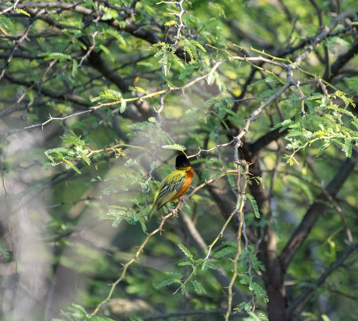 Golden-backed Weaver - ML642392953