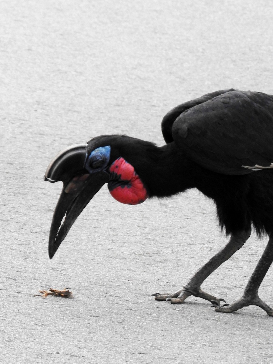Abyssinian Ground-Hornbill - ML642392958