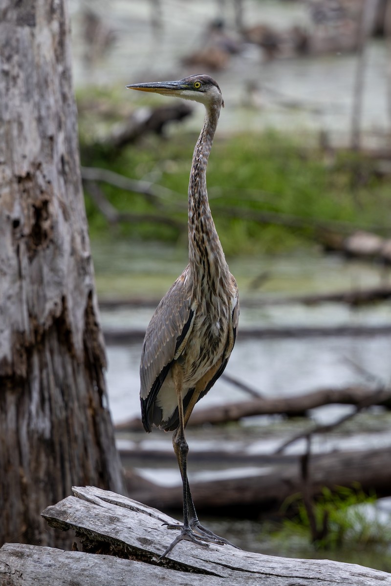 Great Blue Heron (Great Blue) - ML642392959