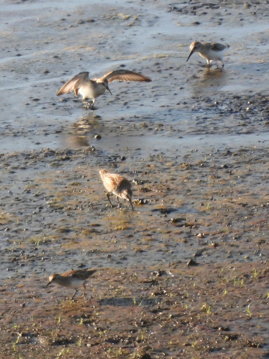 Least Sandpiper - ML642393009